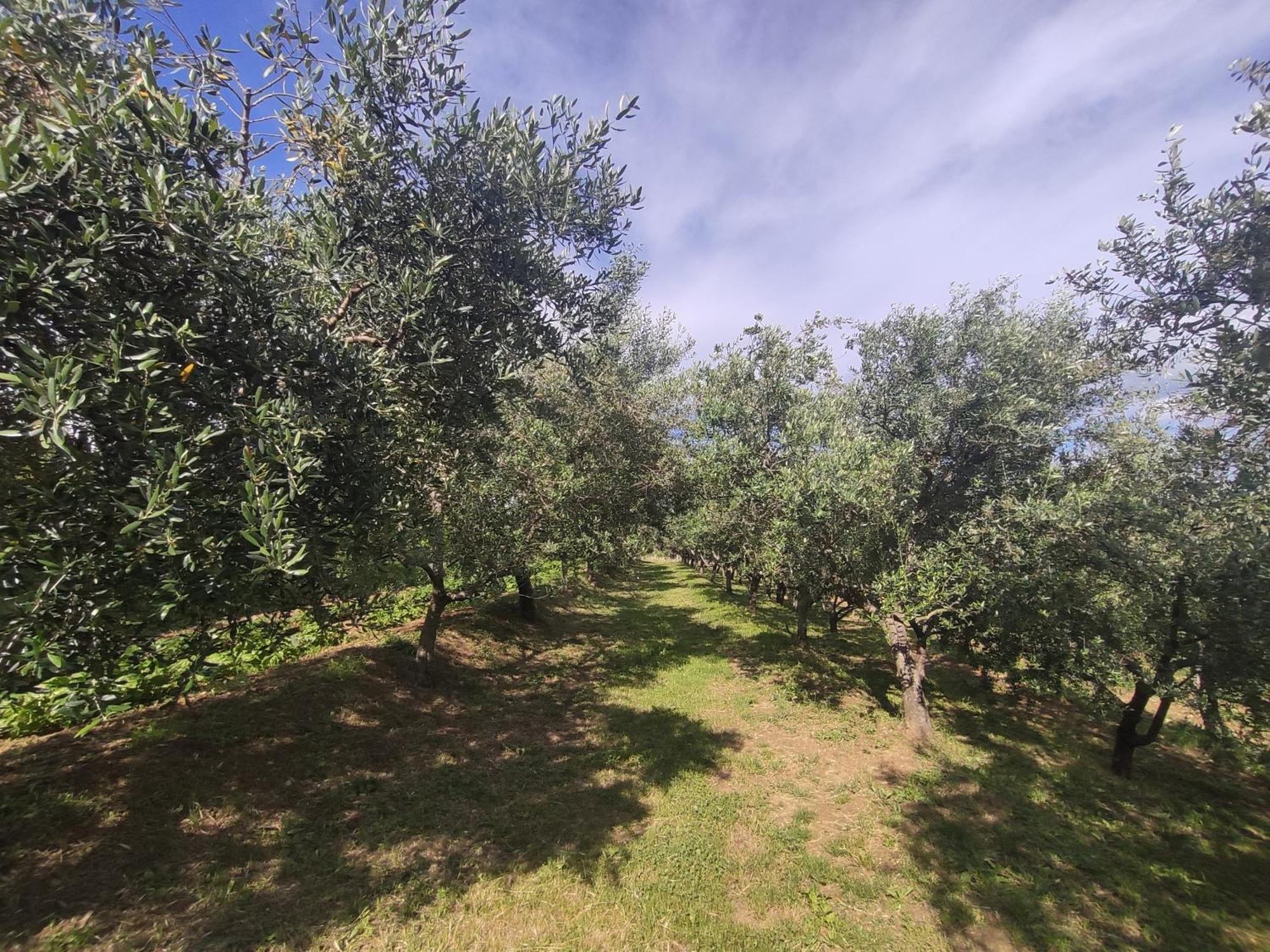 Apartman Villa Romana Grožnjan Exterior foto